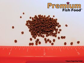 Tilapia Fingerling Pellet 20 lbs